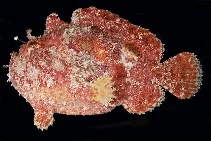 Abantennarius coccineus