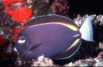 Acanthurus nigricans