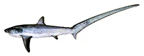 Alopias vulpinus