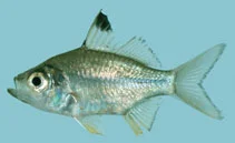 Ambassis kopsii