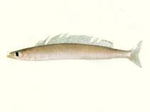Bleekeria viridianguilla